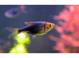 RASBORA/TRIGONOSTIGMA HETEROMORPHA BLACK 2