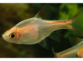 RASBORA/TRIGONOSTIGMA HETEROMORPHA GOLD 2 5-3