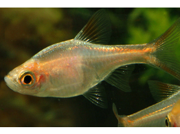 RASBORA/TRIGONOSTIGMA HETEROMORPHA GOLD 2 5-3