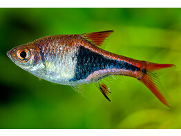 RASBORA/TRIGONOSTIGMA HETEROMORPHA 2 5-3