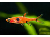 RASBORA/BORARAS MACULATUS 1 5