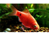 BARBUS/PUNTIUS CONCHONIUS SUPER RED DIAMOND 3-3 5