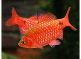 BARBUS/PUNTIUS CONCHONIUS SUPER RED 3 5-4