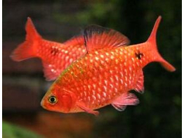 BARBUS/PUNTIUS CONCHONIUS SUPER RED 3 5-4