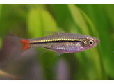 RASBORA BORAPETENSIS 2 5-3