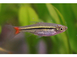 RASBORA BORAPETENSIS 2 5-3