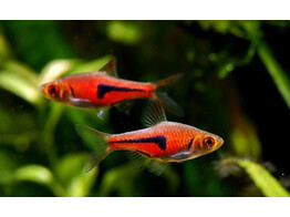 RASBORA/TRIGONOSTIGMA ESPEI 1 5-2