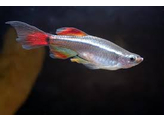 TANICHTHYS ALBONUBES LONG FIN 2 5-3