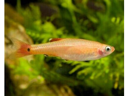 TANICHTHYS ALBONUBES GOLDEN WHITE CLOUD 2 5-3