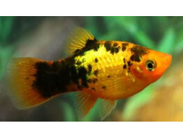 Xiphophorus maculatus Platy Sunset Calico L