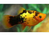 Xiphophorus maculatus Platy Sunset Calico L