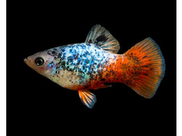 Xiphophorus maculatus Platy Blue Calico L