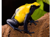 Dendrobates tinctorius Dartfrog Citronella Nakweek/Elevage M