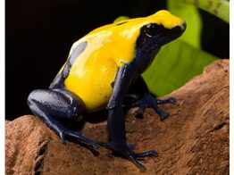 Dendrobates tinctorius Dartfrog Citronella Nakweek / Elevage