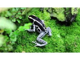 Dendrobates tinctorius Dartfrog Powder Blue Nakweek / Elevag