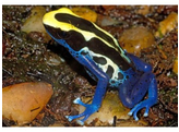 Dendrobates tinctorius Dartfrog Classic Nakweek / Elevage M