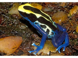 Dendrobates tinctorius Dartfrog Classic Nakweek / Elevage S-