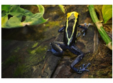 Dendrobates tinctorius Dartfrog Natasha Nakweek/Elevage S