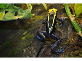 Dendrobates tinctorius Dartfrog Natasha Nakweek / Elevage S-