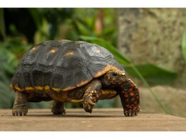 Chelonoides carbonarius Red Foot Tortoise Nakweek / Elevage