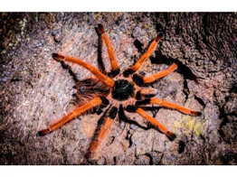 Megaphobema robustum Red Giant Birdeater Nakweek / Elevage M