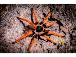 Megaphobema robusta Red Giant Birdeater Nakweek/Elevage M