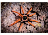 Megaphobema robusta Red Giant Birdeater Nakweek/Elevage M