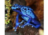 Dendrobates tinctorius Dartfrog Azureus Nakweek / Elevage S-M