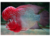 CICHLASOMA SP. FLOWERHORN SUNSET/RED 6-7