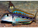 XENOTILAPIA OCHROGENYS NDOLE 5-6