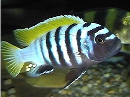 CYNOTILAPIA AFRA YELLOW FIN 4-5