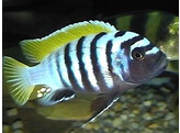 CYNOTILAPIA AFRA YELLOW FIN 4-5