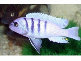 CYNOTILAPIA AFRA WHITE 3 5-4 5