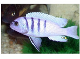 CYNOTILAPIA AFRA WHITE 3 5-4 5