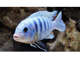 CYNOTILAPIA AFRA WHITE 5-6