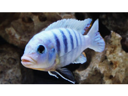 CYNOTILAPIA AFRA WHITE 5-6