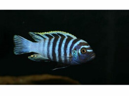 CYNOTILAPIA AFRA 3 5-4