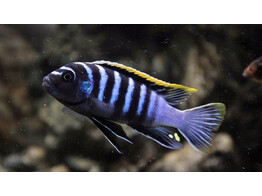 CYNOTILAPIA FLETTI-RED-TOP 4-5