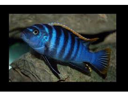 CYNOTILAPIA FLETTI-RED-TOP 5-6