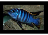 CYNOTILAPIA FLETTI-RED-TOP 5-6