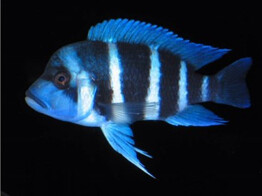 CYPHOTILAPIA FRONTOSA SAMBIA BLUE 4