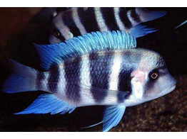 CYPHOTILAPIA FRONTOSA KIGOMA 4-5