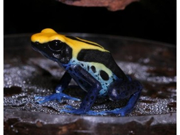 Dendrobates tinctorius Dartfrog Brazilian Nakweek / Elevage