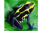 Dendrobates tinctorius Dartfrogg Cobalt Nakweek / Elevage M