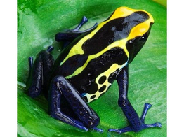 Dendrobates tinctorius Dartfrogg Cobalt Nakweek / Elevage S-