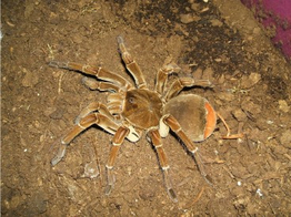 Theraphosa stirmi Goliath Birdeater Nakweek / Elevage S