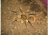 Theraphosa stirmi Goliath Birdeater Nakweek / Elevage S