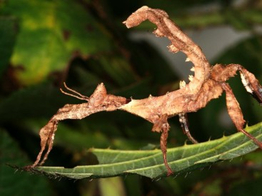 Extatosoma tiaratum Macleays spectre Stick Insect Nakweek /