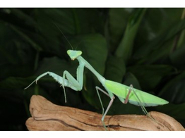 Hierodula membranacea Praying Mantis Nakweek / Elevage S