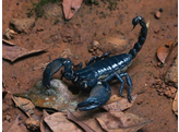 Heterometrus spiniferus Asian Black Forest Scorpion Nakweek / Elevage S